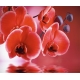 Фотообои FTX-06-00011 Красные орхидеи №1