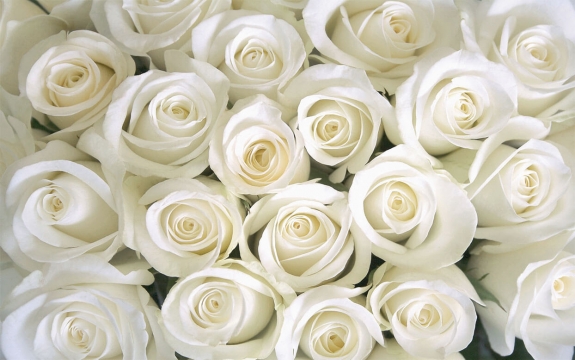 Фотообои FTXL-06-00007 Белые розы крупным вланом