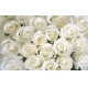 Фотообои FTXL-06-00007 Белые розы крупным вланом №1