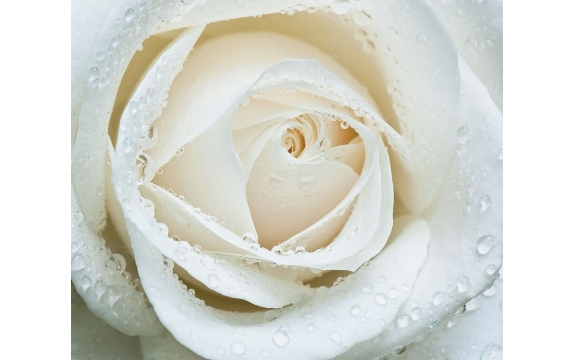 Фотообои FTX-06-00013 Большой бутон белой розы