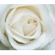 Фотообои FTX-06-00013 Большой бутон белой розы №1