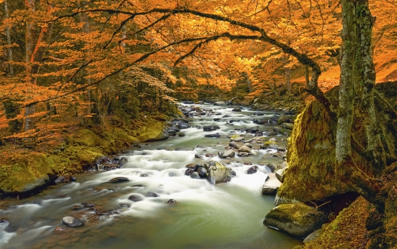 Фотообои FTXL-01-00055 Осенний лес, река