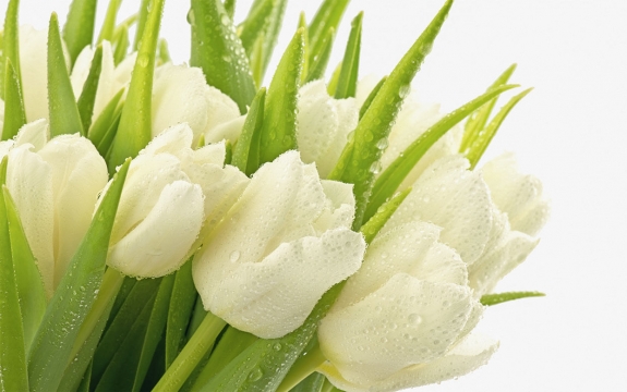 Фотообои FTXL-06-00008 Цветы белых тюльпанов