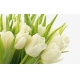 Фотообои FTXL-06-00008 Цветы белых тюльпанов №1