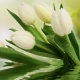 Фотообои FTK-06-00007 Белые тюльпаны над водой №1