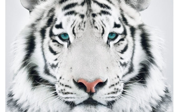 Фотообои FTL-03-00020 Белый тигр с бирюзовыми глазами