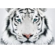 Фотообои FTL-03-00020 Белый тигр с бирюзовыми глазами №1
