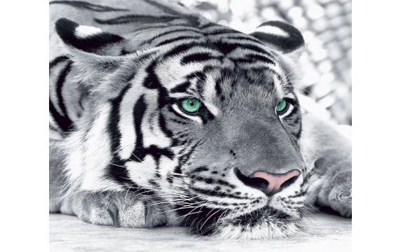Фотообои FTX-03-00005 Черно-белый тигр с бирюзовыми глазами