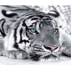 Фотообои FTX-03-00005 Черно-белый тигр с бирюзовыми глазами №1