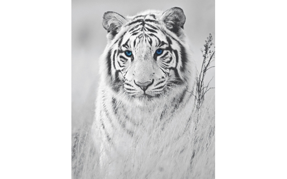 Фотообои FTVV-03-00006 Синеглазый белый тигр, черно-белые