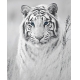 Фотообои FTVV-03-00006 Синеглазый белый тигр, черно-белые №1