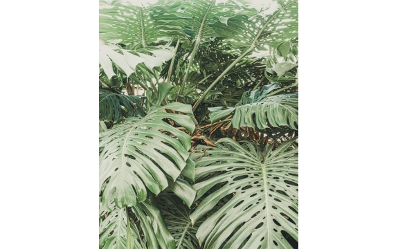Фотообои MVV-00051 Монстера - большие тропические листья