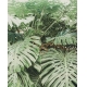 Фотообои MVV-00051 Монстера - большие тропические листья №1