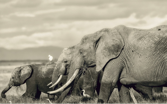 Фотообои FTXL-03-00015 Слоны в Африке, животный мир под сепию