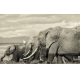 Фотообои FTXL-03-00015 Слоны в Африке, животный мир под сепию №1