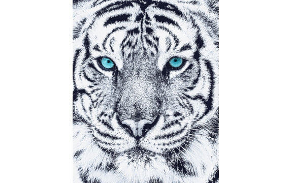 Фотообои FTVV-03-00008 Белый тигр с бирюзовыми глазами
