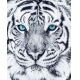 Фотообои FTVV-03-00008 Белый тигр с бирюзовыми глазами №1