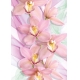 Фотообои Твоя Планета «Орхидеи», Премиум, 136 × 194 см, 4 листа №1