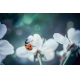 Фотообои MS-00013 Божья коровка на цветке вишни №1