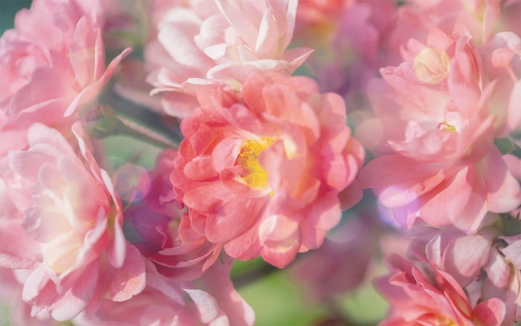 Фотообои MXL-00013 Розовые розы на солнце