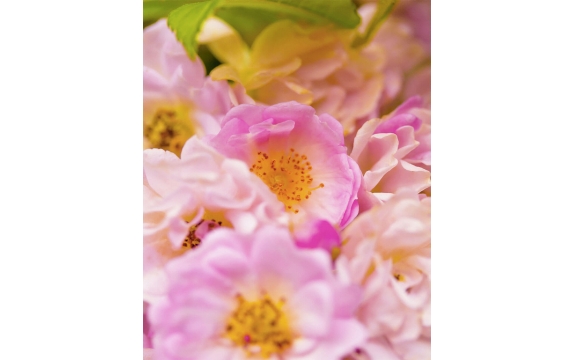 Фотообои MVV-00001 Крупные розы розового цвета