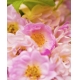 Фотообои MVV-00001 Крупные розы розового цвета №1