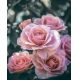 Фотообои MVV-00002 Куст роз на темном фоне №1