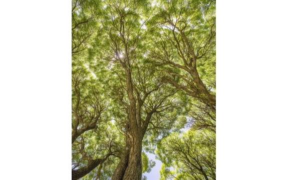 Фотообои MVV-00003 Густой лес, высокие деревья