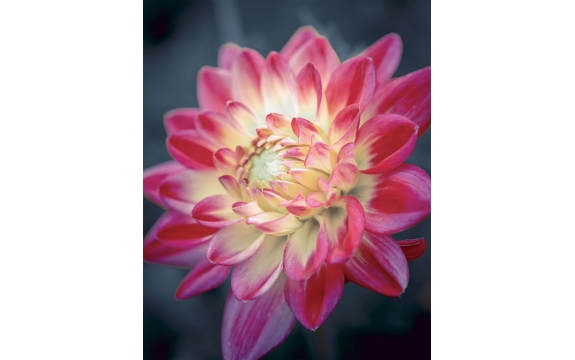 Фотообои MVV-00006 Цветение красивого цветка георгины