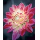 Фотообои MVV-00006 Цветение красивого цветка георгины №1