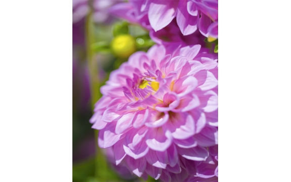 Фотообои MVV-00007 Нежные цветы георгины, розовые астры