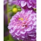 Фотообои MVV-00007 Нежные цветы георгины, розовые астры №1
