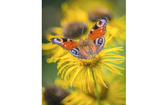 Фотообои MVV-00011 Красивая бабочка в цветах