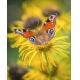 Фотообои MVV-00011 Красивая бабочка в цветах №1