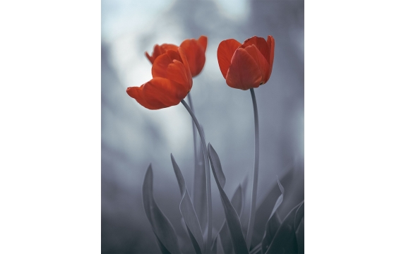 Фотообои MVV-00018 Красные тюльпаны