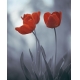 Фотообои MVV-00018 Красные тюльпаны №1