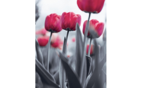 Фотообои MVV-00019 Розовые тюльпаны в черно-белом