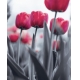 Фотообои MVV-00019 Розовые тюльпаны в черно-белом №1