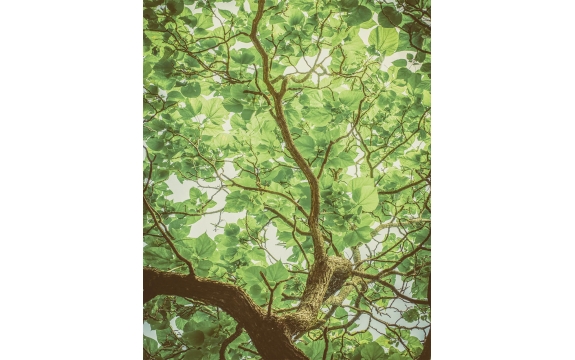 Фотообои MVV-00022 Ветвящееся дерево