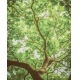 Фотообои MVV-00022 Ветвящееся дерево №1