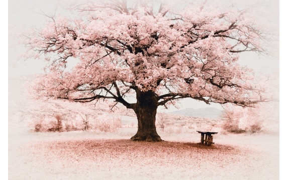 Фотообои FTL-01-00033 Розовое дерево