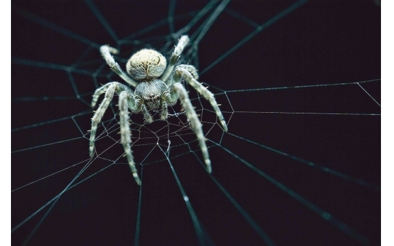 Фотообои FTL-03-00013 Паук на паутине