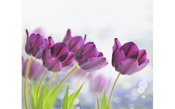Фотообои FTX-06-00020 Фиолетовые тюльпаны на светлом фоне