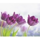 Фотообои FTX-06-00020 Фиолетовые тюльпаны на светлом фоне №1