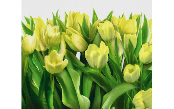 Фотообои FTX-06-00021 Зеленые тюльпаны