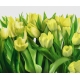 Фотообои FTX-06-00021 Зеленые тюльпаны №1