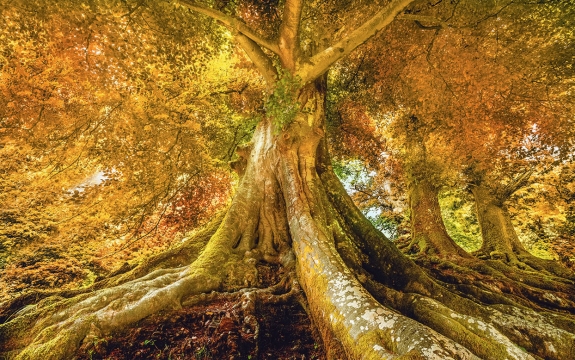 Фотообои FTXL-01-00062 Высокое дерево в осеннем лесу