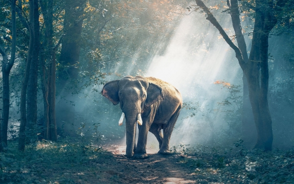 Фотообои FTXL-03-00001 Слон в туманном лесу