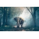Фотообои FTXL-03-00001 Слон в туманном лесу №1