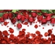 Фотообои FTXL-06-00010 Розы с падающими лепестками №1